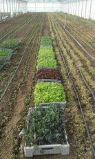 entre les jeunes plants d'épinards et de pourpier, quelques salades et des choux-raves qui attendent leur tour