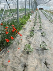 Le rouge des coqueliconts avant le rouge des tomates