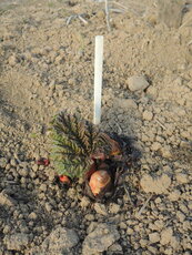 un jeune plant
