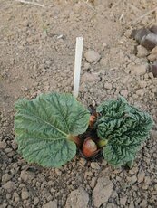 le jeune plant une semaine après...