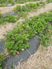 les fraisiers coulent entre les rangs, parfois malgré le paillage