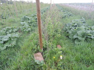 Intercalage : de la rhubarbe entre les rangs de framboisiers, ou des framboisiers entre les rangs de rhubarbe ?